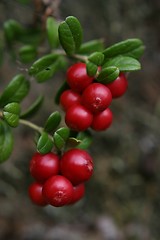 Image showing Lingon berries