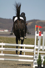 Image showing Horse jumping