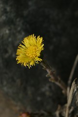 Image showing Coltsfoot