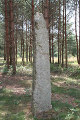 Image showing Old stone in forest