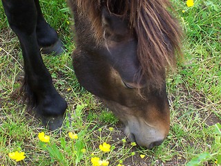 Image showing Iceland horse