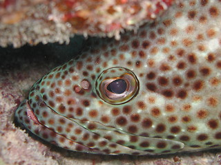 Image showing Greasy Grouper