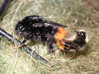 Image showing bees mating