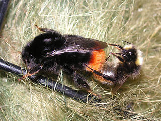 Image showing bees mating