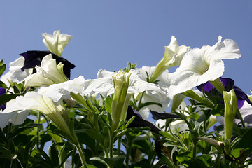 Image showing petunia