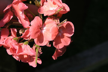 Image showing geranium