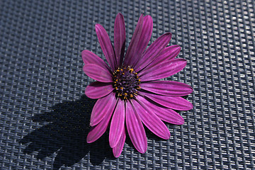 Image showing african cape daisy