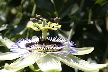 Image showing passion flower