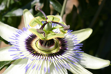 Image showing passion flower