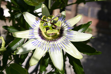 Image showing passion flower