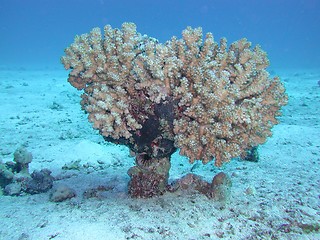 Image showing Soft Coral