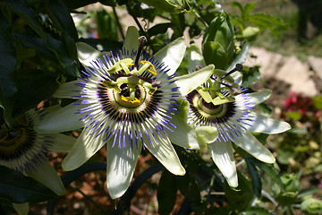 Image showing passion flower