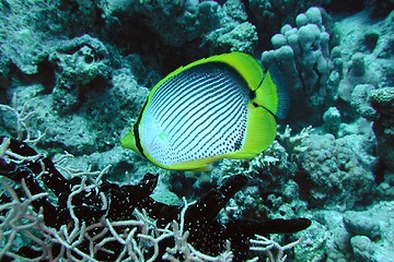 Image showing Black-backed butterflyfish.