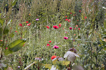 Image showing field of poppies