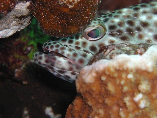 Image showing Greasy Grouper 2