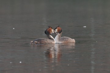 Image showing Great crested grebes courtship