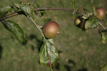 Image showing apples on a tree