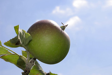 Image showing orange-pippin apple