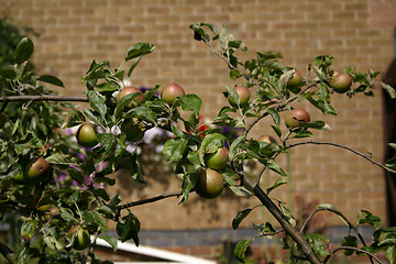 Image showing orange-pippin apple