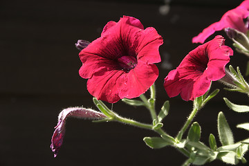 Image showing petunia