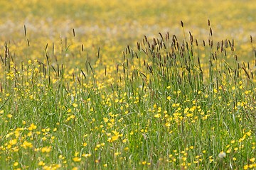 Image showing Hunsrueck meadow 1
