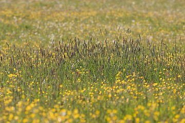 Image showing Hunsrueck meadow 2