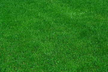 Image showing green grass