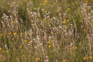 Image showing Hunsrueck meadow 3