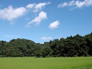 Image showing Rice field,forest and blue cloudy sky