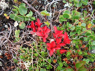 Image showing Mountain plants