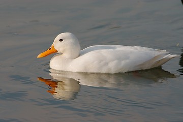 Image showing white duck