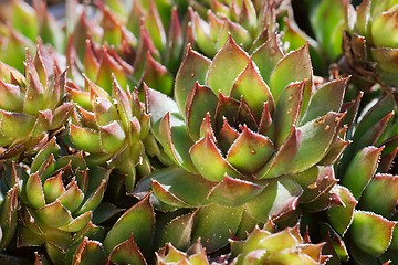 Image showing Sempervivum