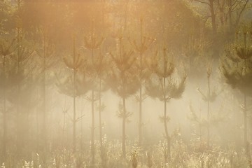 Image showing Pines in the morning