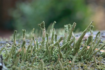 Image showing Lichen