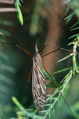 Image showing Cranefly