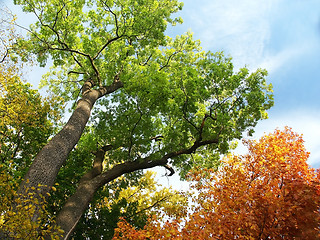 Image showing Trees