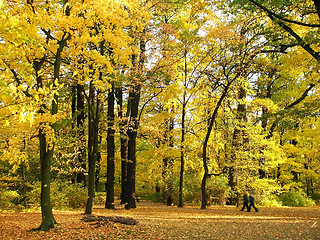 Image showing Autumn