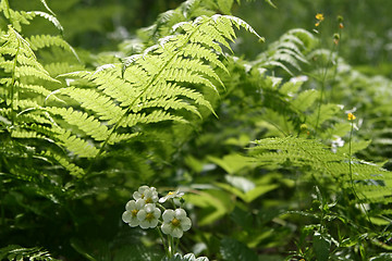 Image showing fern leaves and flowers of wild strawberry