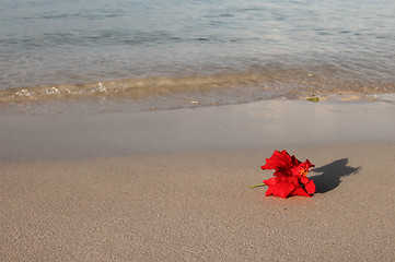 Image showing red flower on the beach