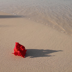 Image showing red flower on the beach