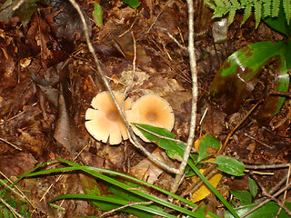 Image showing mushrooms