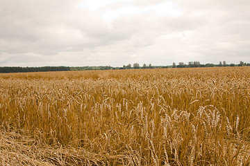 Image showing The ripened cereals