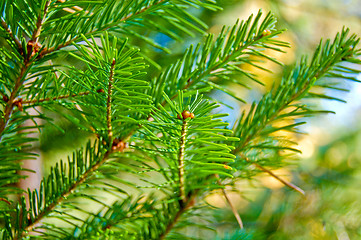 Image showing Pine branch