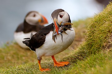 Image showing Atlantic Puffin returning from fishing trip