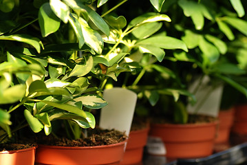 Image showing Shefflera plants in garden center