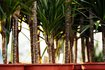 Image showing Plants in garden center