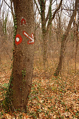 Image showing Sign on tree in forest