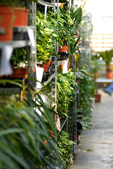 Image showing Plants in garden center