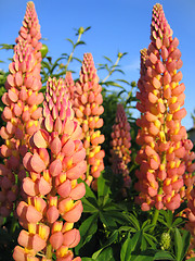 Image showing beautiful lupines 