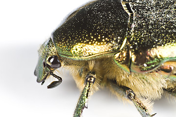 Image showing iridescent bug in close up from side